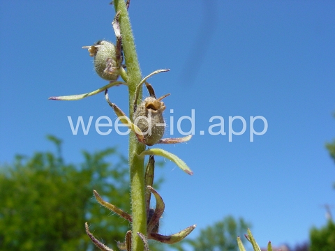 snapdragon, lesser